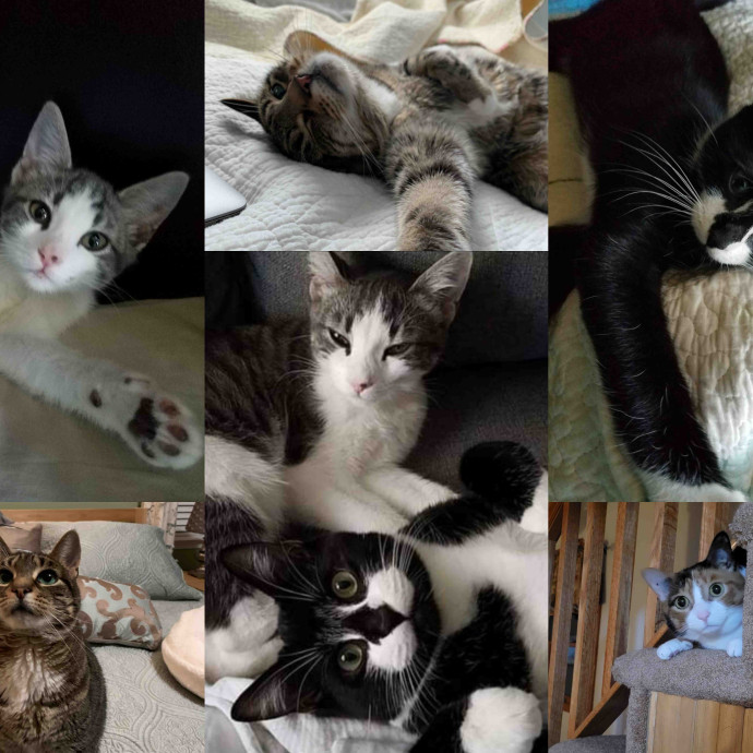 Happy Cats Sound Shore