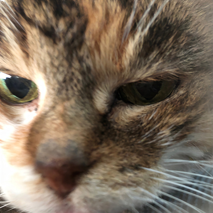 Palm Kitty photo 2