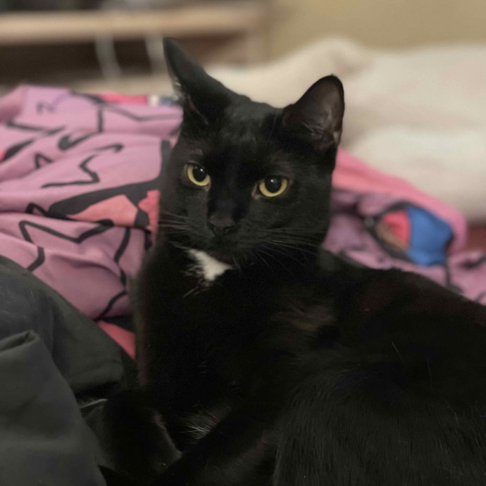 Ashley The Bronx Cat Sitter
