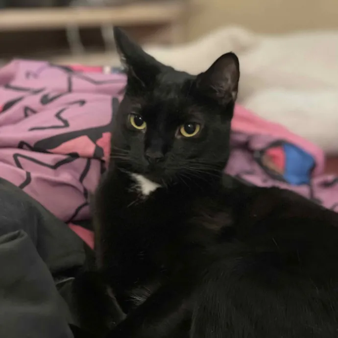 Ashley The Bronx Cat Sitter