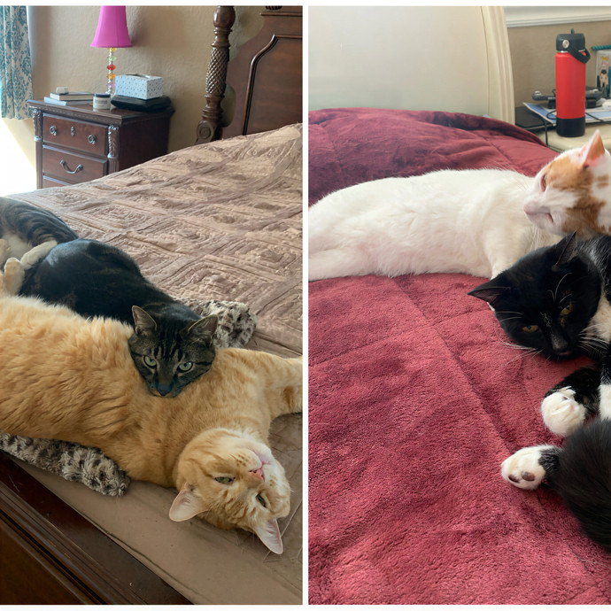 Quality Kitty Care With Rivendell