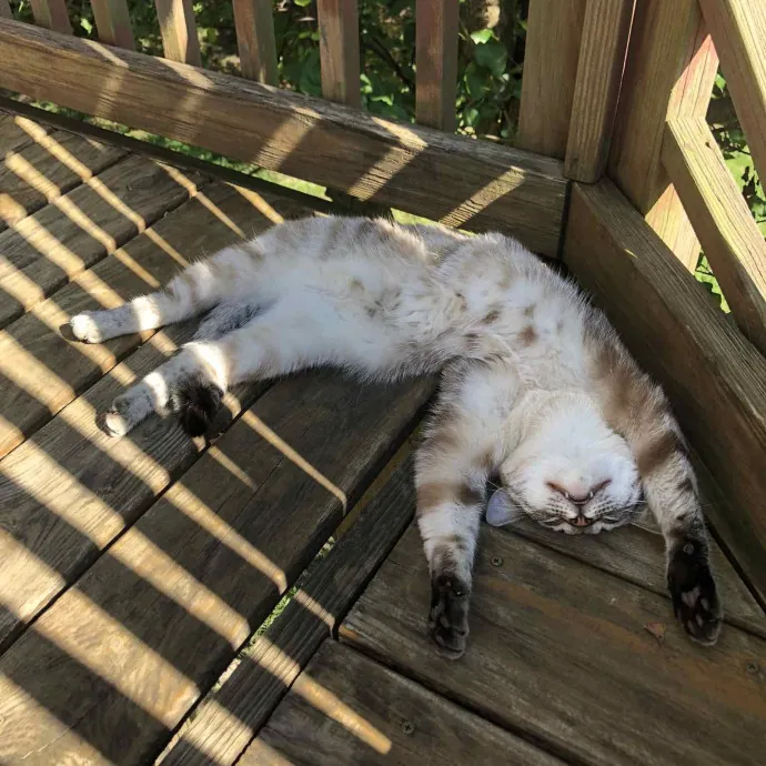 Barbara's Paws Sitters photo 2