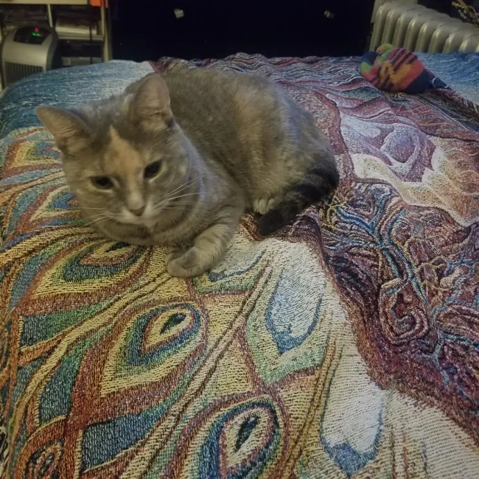 Kim Watches Cats They Love Her