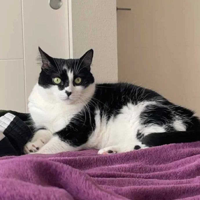 Laura's Cat Experience