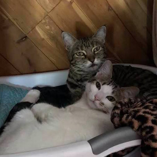 Annette's Purrfect Catsitting