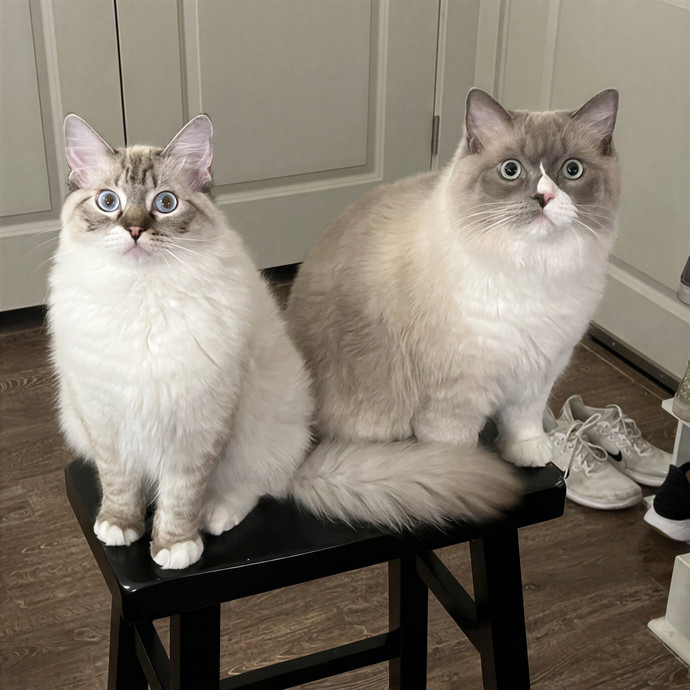Libby's Kitty City