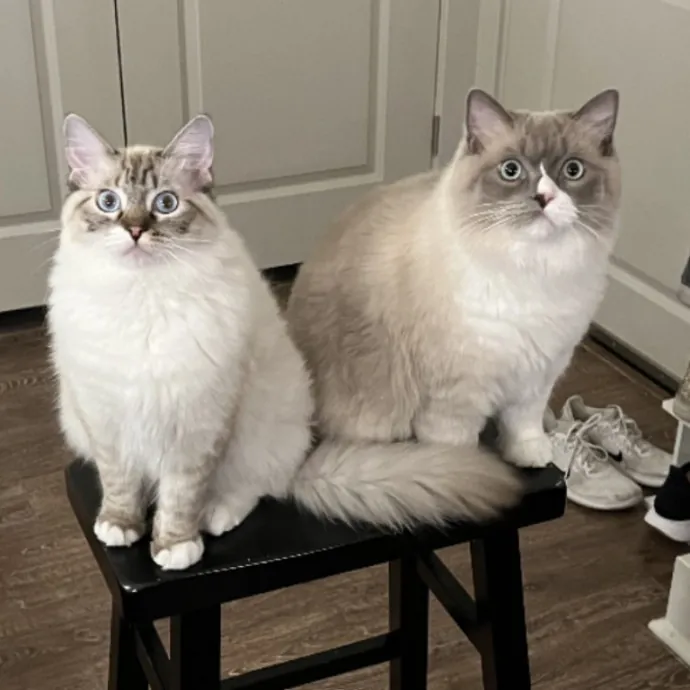 Libby's Kitty City
