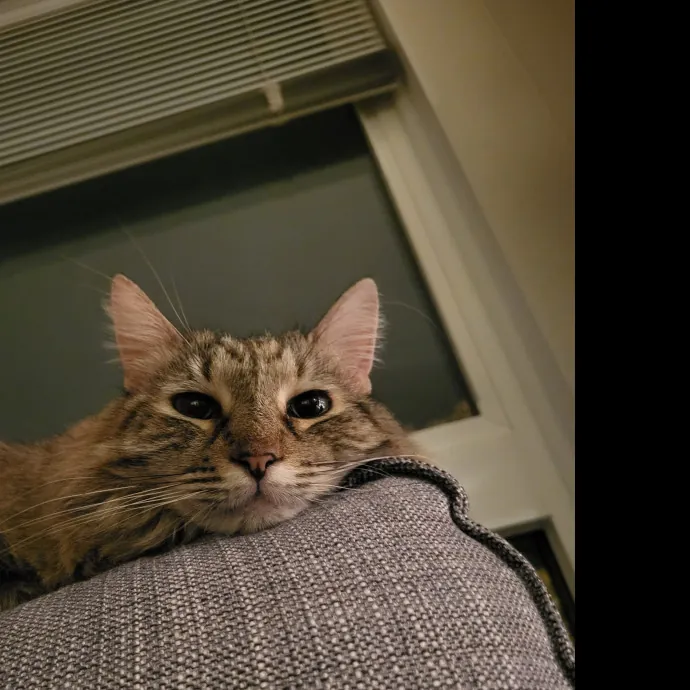 Pat's Purrfect Cat Sitting photo 3