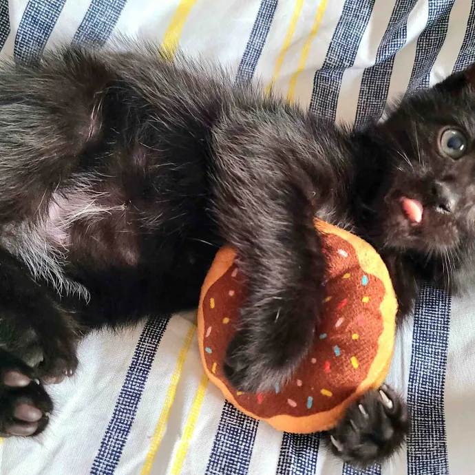 Chana's Meowtastic Cat Sitting