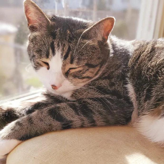 Amanda's Caring Hands