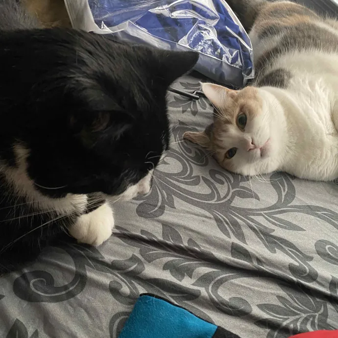 Kitty Love With Lo In Dc