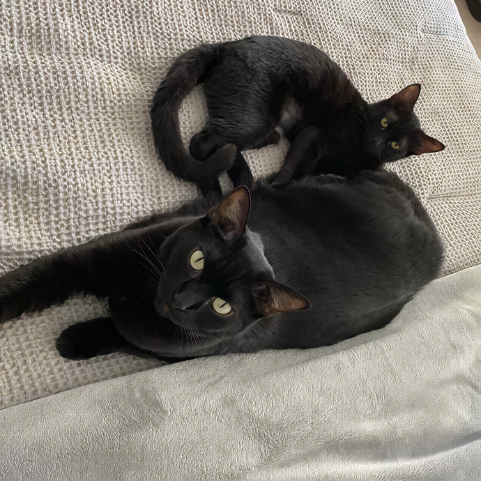 Sarah's City Kitties Cat Sitting Service photo 2