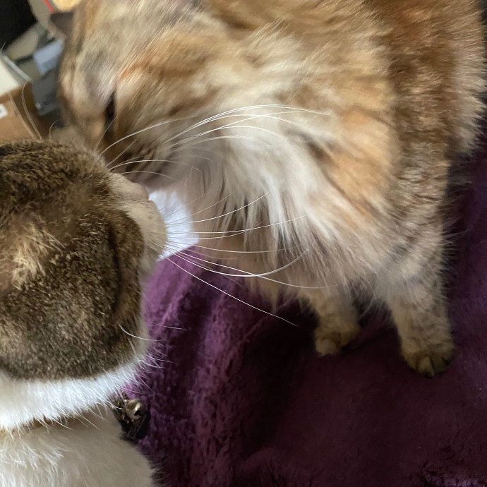 Caitlin's Paw-Some Sf Cat Sitting