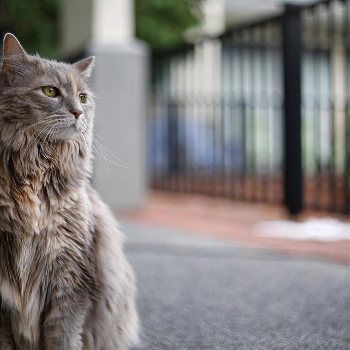 Annie's Chicago Crazy Cat Lady Sitting photo 2