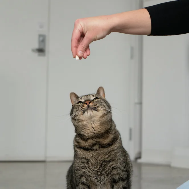 Sf Cat Sitting With Sonya Meow photo 3