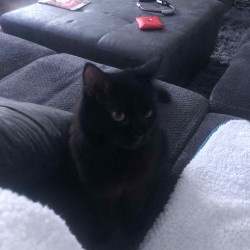 cats-img-1