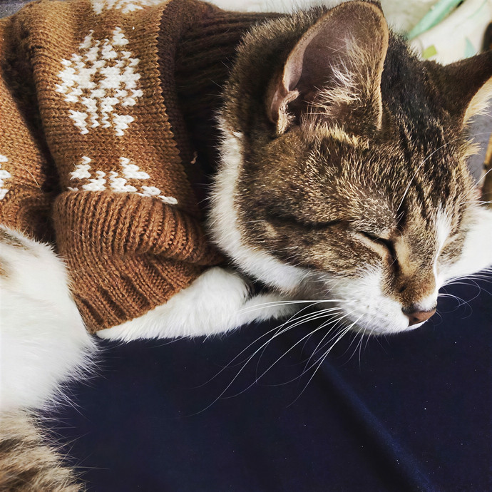 The Sitter Your Cat Secretly Brags About