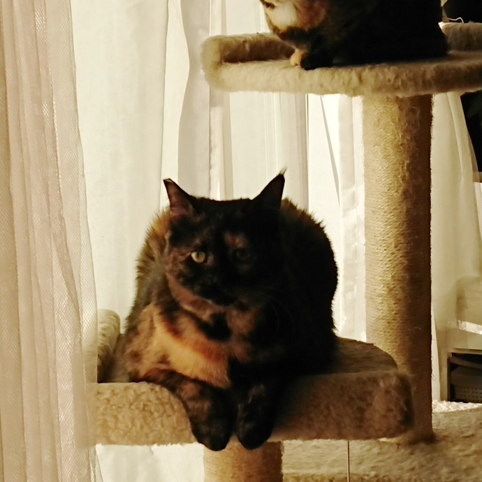 Gpysy The Cat Castle Cat Sitter in Los Angeles, CA