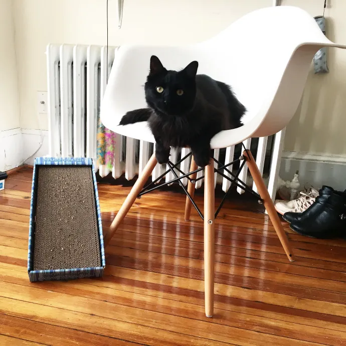 Friendly And Calm Cat Sitter In Seattle photo 2