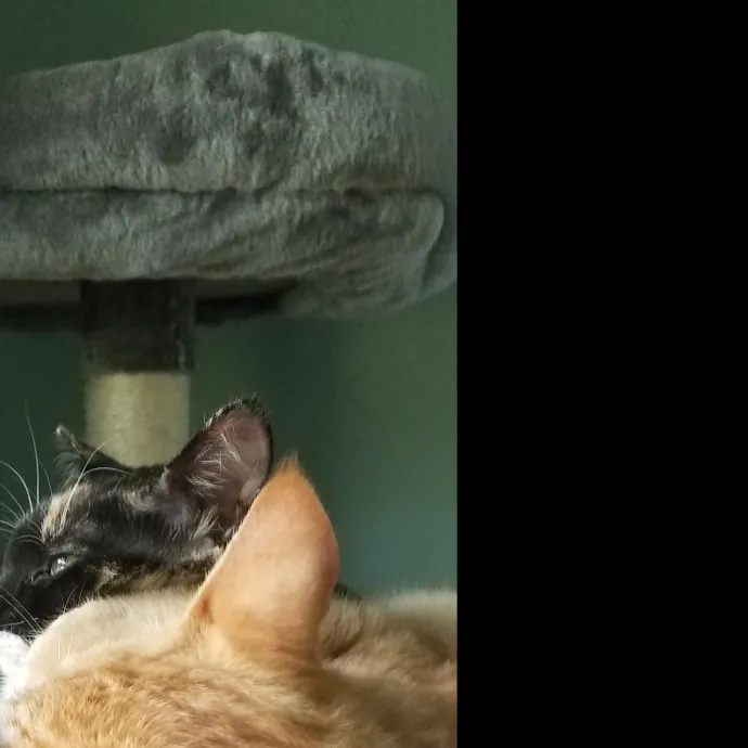 Madeline's Cat Care Extraordinaire