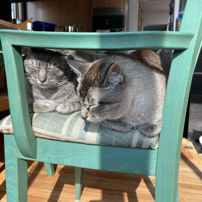 Jess' Purrbaby Sittingsf