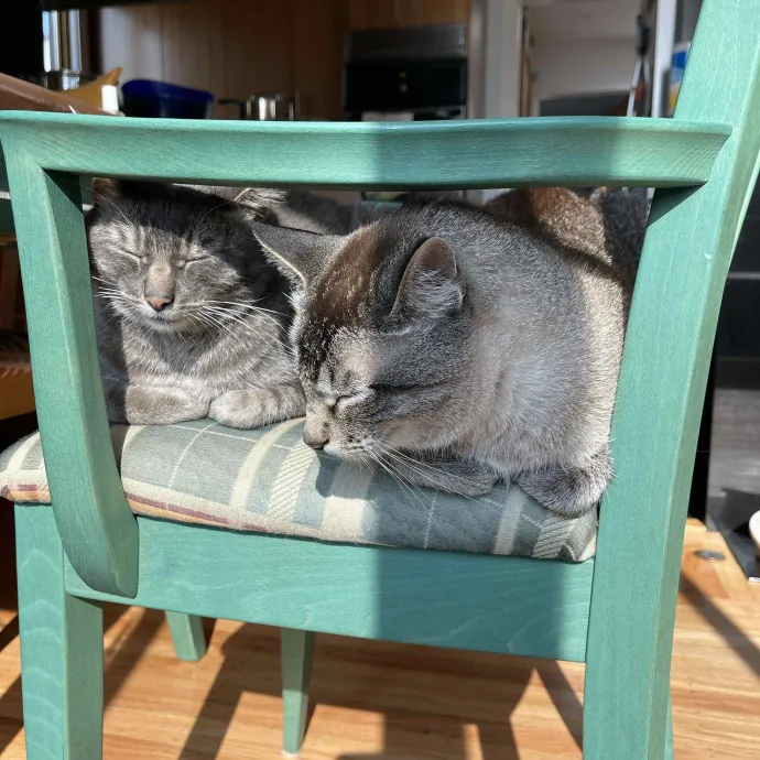 Jess' Purrbaby Sittingsf
