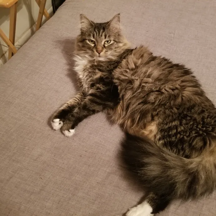 Purr-Fectly Reliable Cat Care