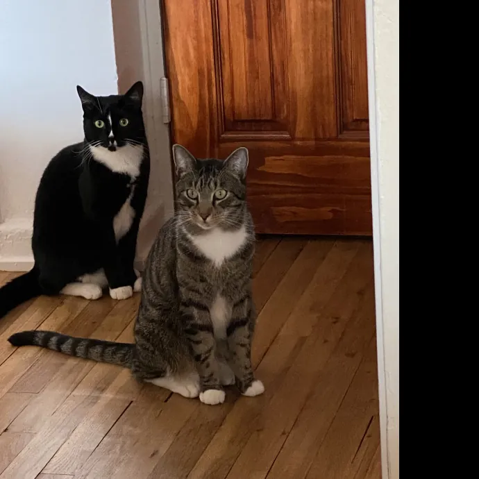 Kitten Paws Cat Care Service