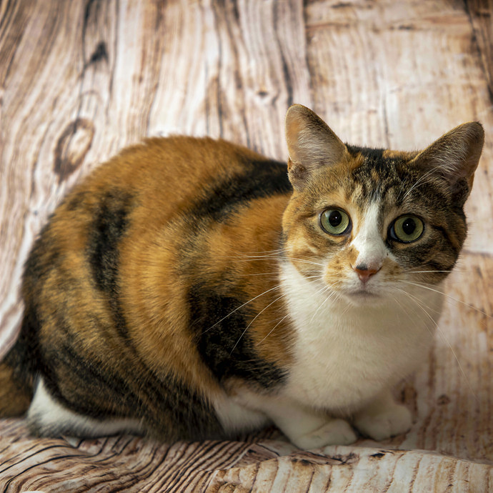 Lisajo's Purrfect Pet Sitting