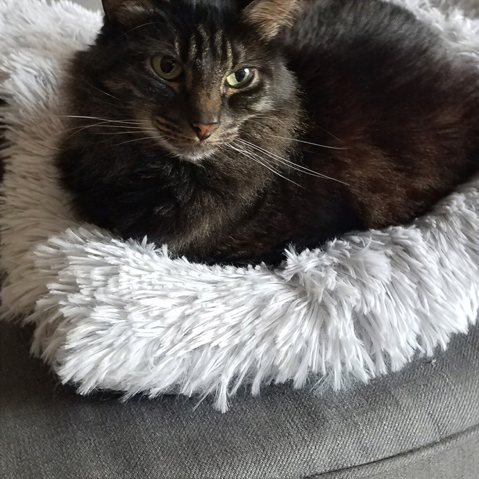 Angie's Cat Care photo 3