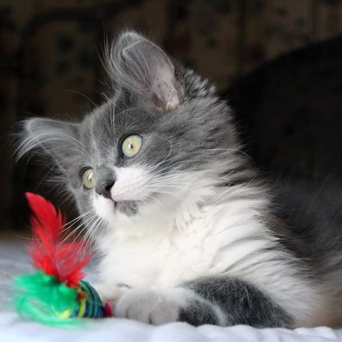 Kelly's Whiskers In Oc photo 2