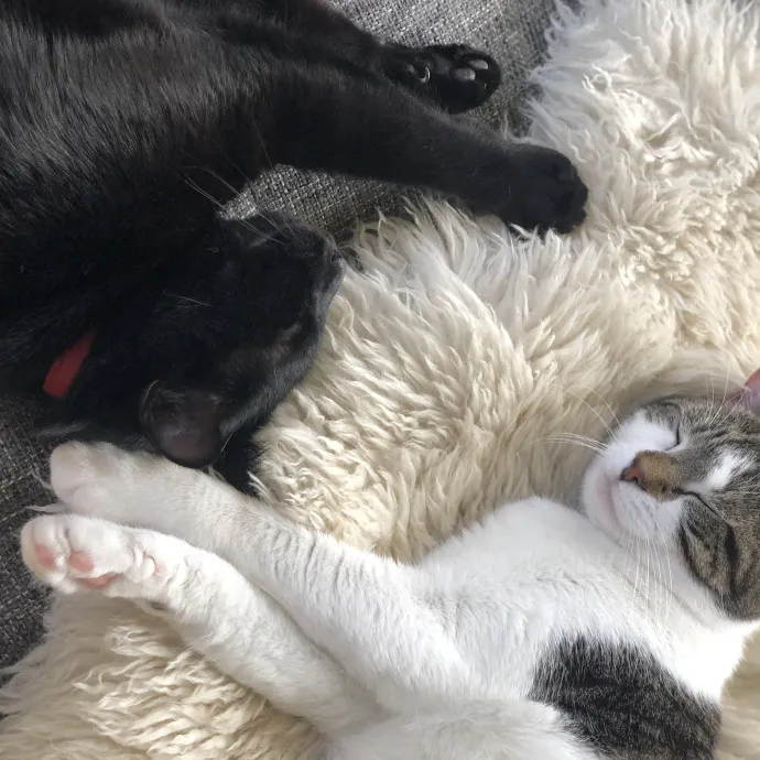 Pawesome Cat Sitting By Itoshi photo 2