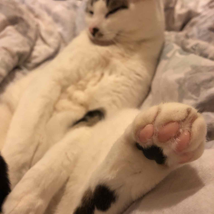 Toe Beans - Cat Sitting In Denver photo 3