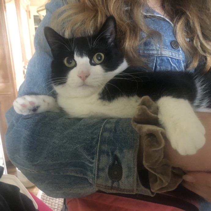Pdx Cat Sitter-Cat Lady