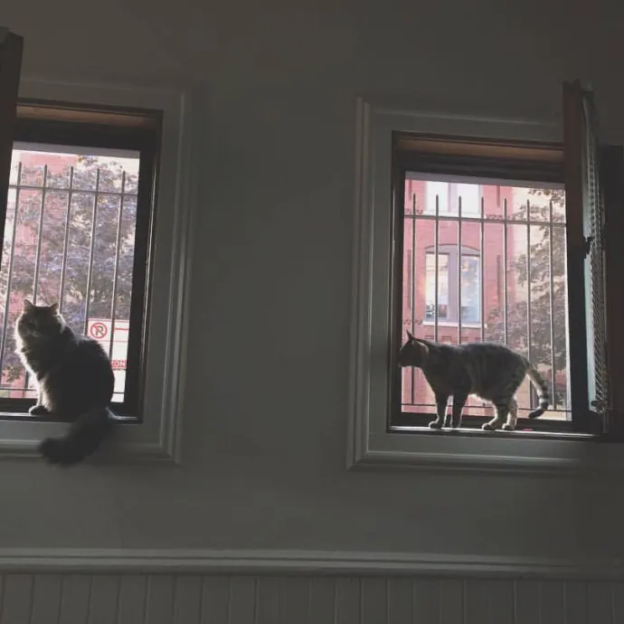 Denise's Delightful Cat Sitting photo 2