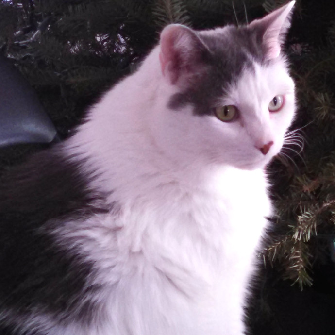 Caring  Detail Oriented Kitty Sitter photo 2