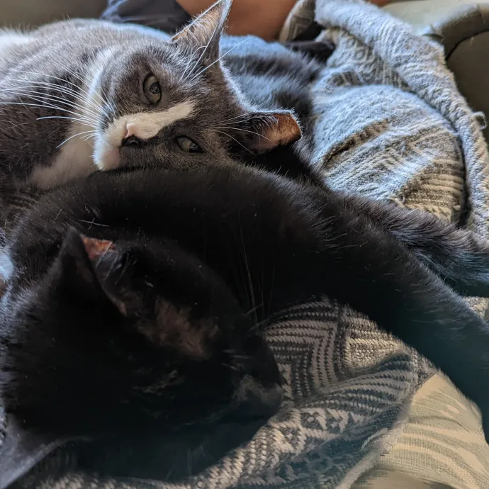 Nyc Brooklyn Artist Cat Sitter