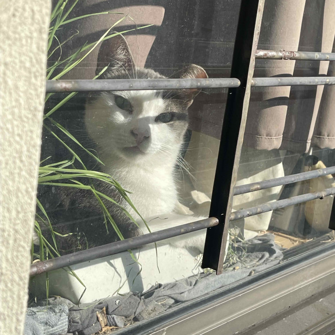 For Your Cat-Sitting Needs photo 3