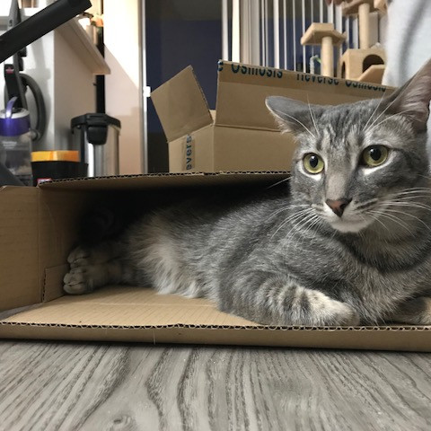 Catfest At Tiffany's