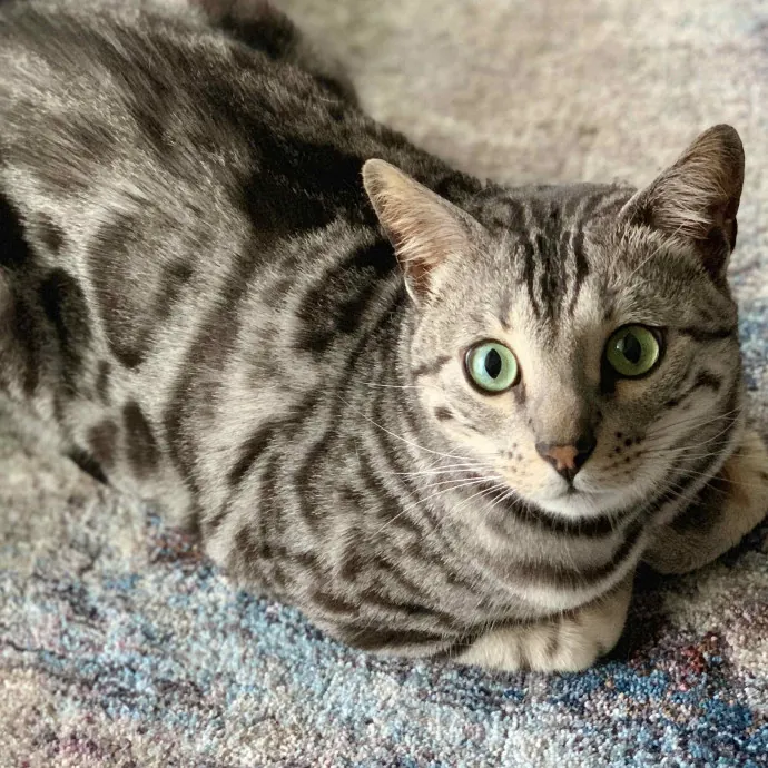 Anabelle's La Cat Sitting photo 3