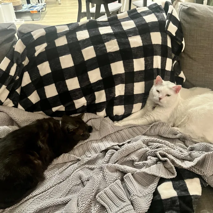 Colleen's Cat Sitting