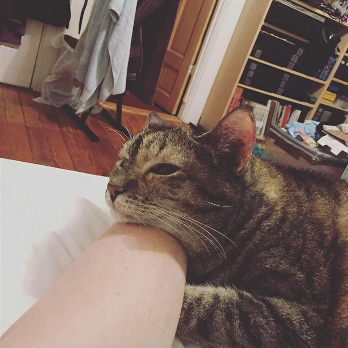Liz The Cat Charmer