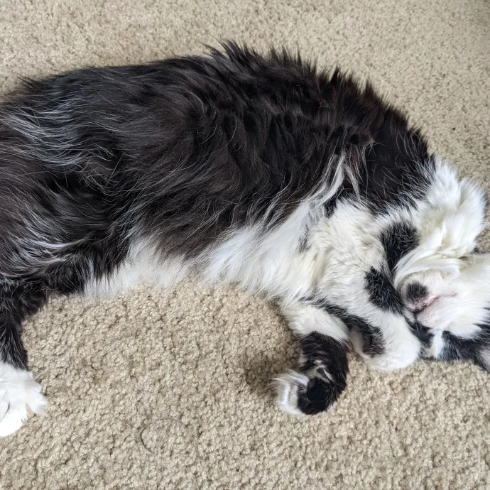 Daphne's Exceptional Cat Sitting