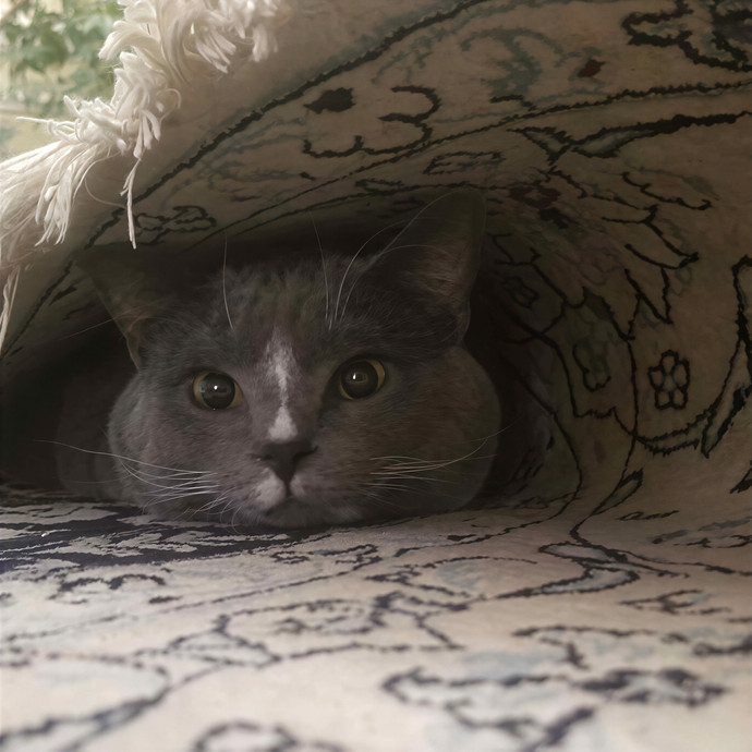 Kimi's Kitty Concierge photo 3