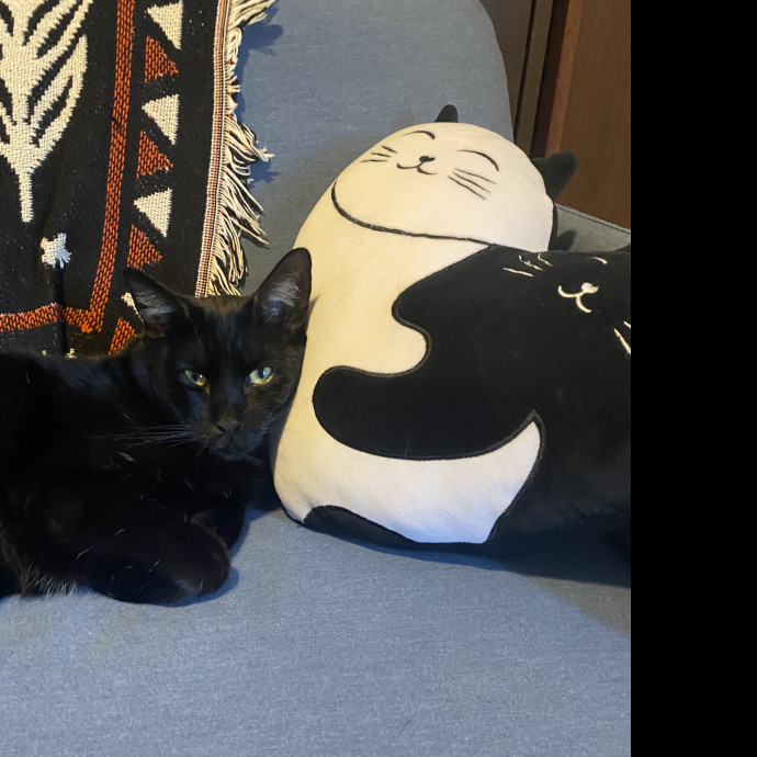 Tara's Supurrrior Astoria Cat Sitting photo 2
