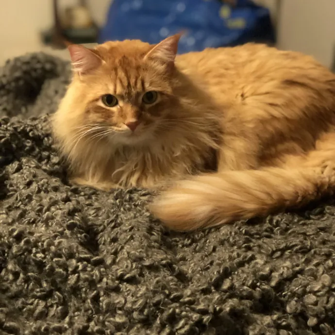 Kate And Tim's Cat Care