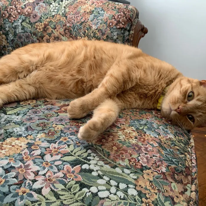 Experienced Cat Dad photo 2