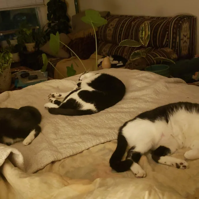 Sixteen Paws Cat Sitting