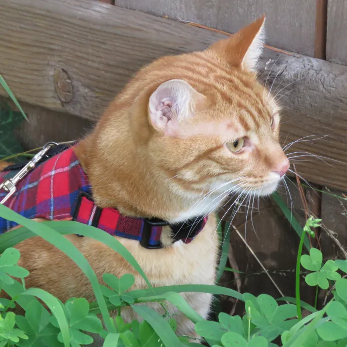 Purrfect Cat Sitter In San Diego