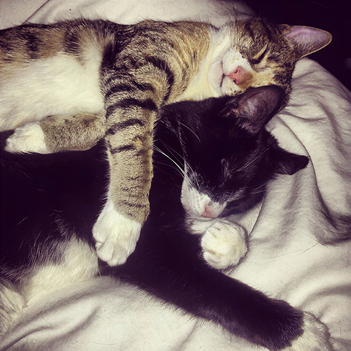 Jessica's La Cat Sitting photo 2